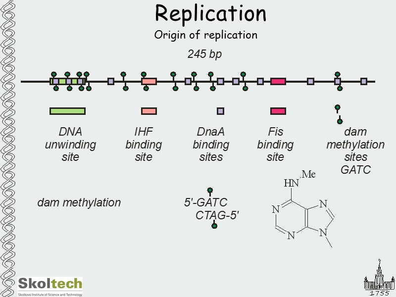 Replication Origin of replication